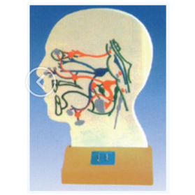 Brain parasympathetic electric model